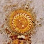 Trichodinella