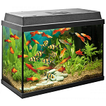 Aquarium